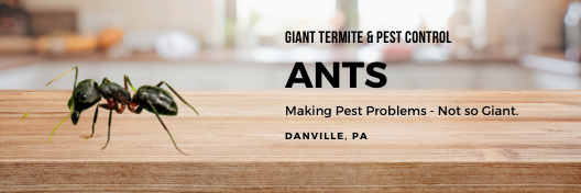 ant extermination services