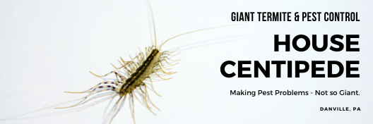 Centipede removal services