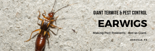 earwig extermination services