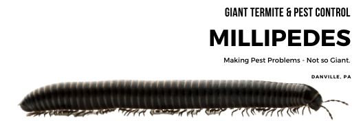 Millipede removal services